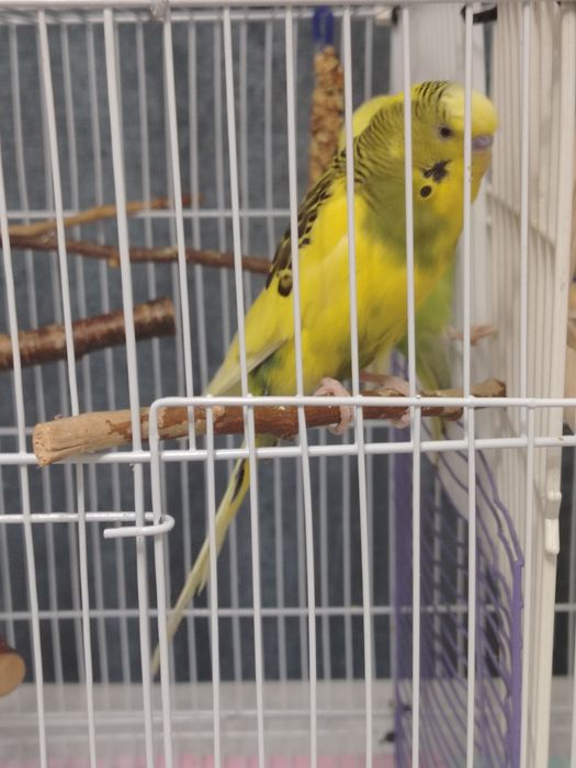 Волнистые попугай, клетки