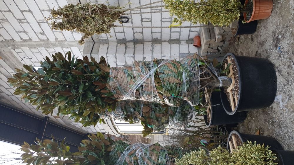 Vindem spirală din Cupresusochiparis leylandy de mai multe dimensiuni