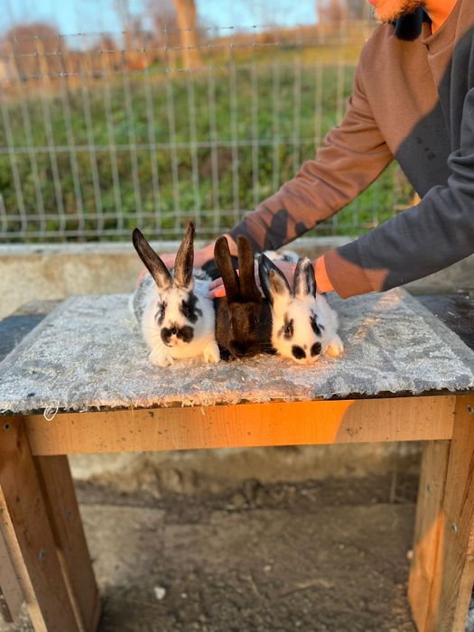 Iepurasi de vanzare !