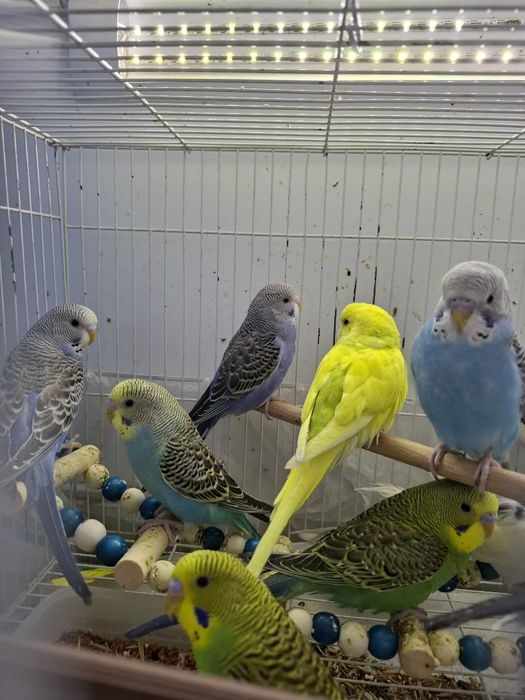 Волнистые попугаи