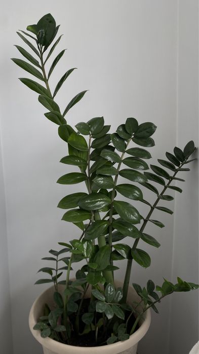 Продам цветок Замиокулькас, 1м
