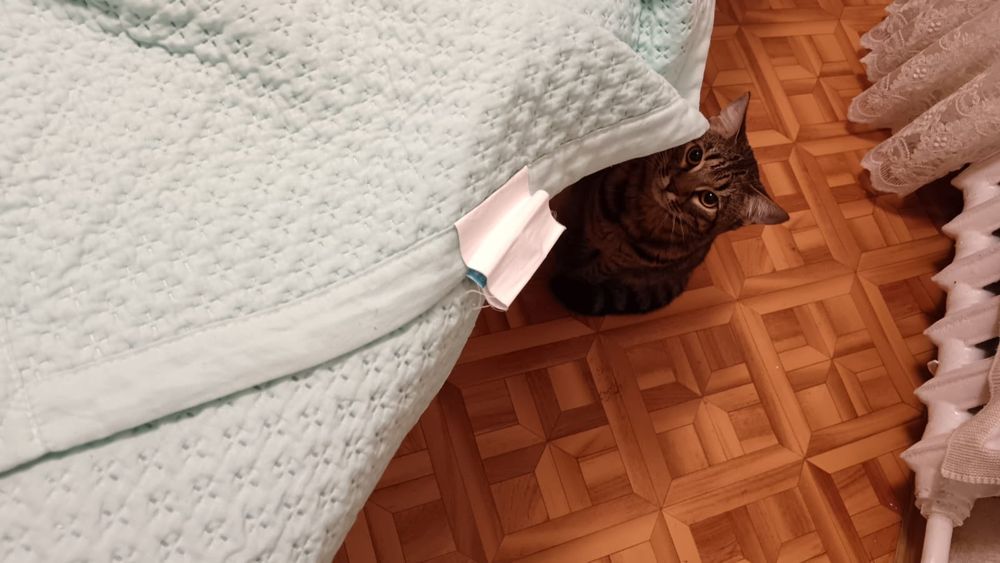 Кошка кошка кошка