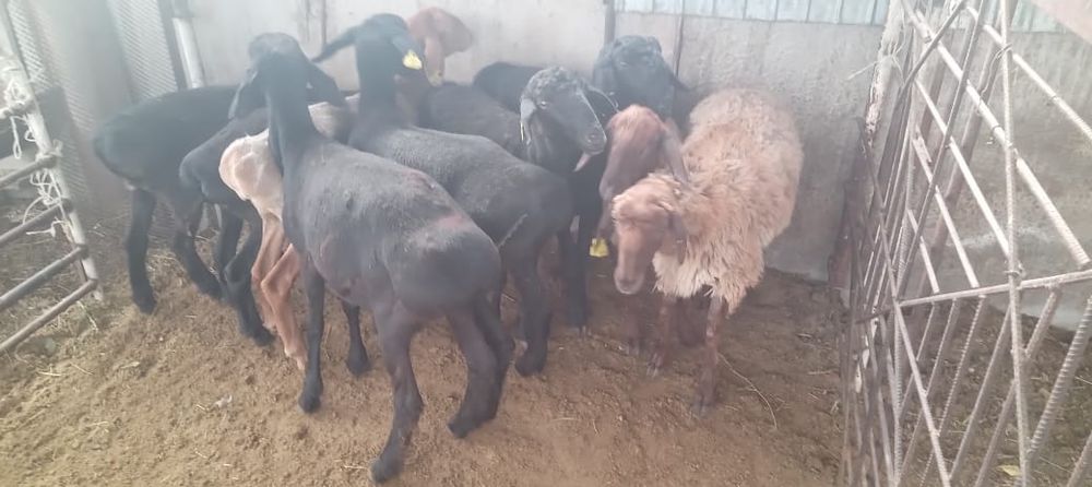 Қой сатылыды семіз