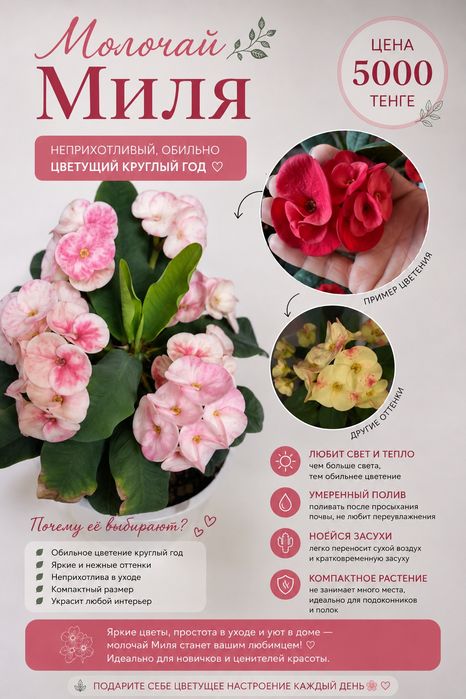 Молочай миля крупноцветковые сорта