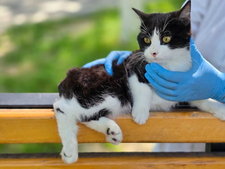 Ищет дом особенный мальчик — красавец Мурзик!