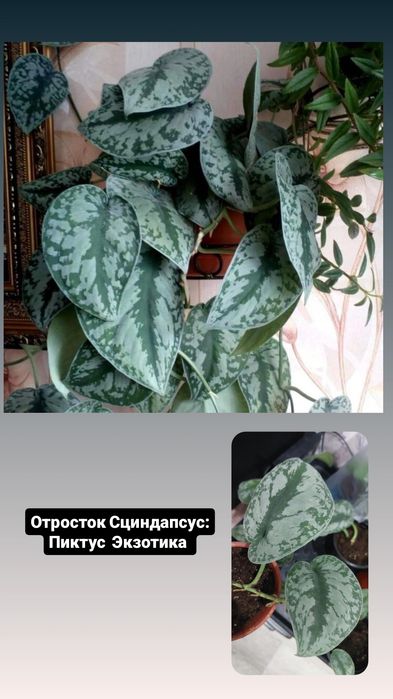 Сциндапсус,  фиалки,  Традесканция,эпипремнум.