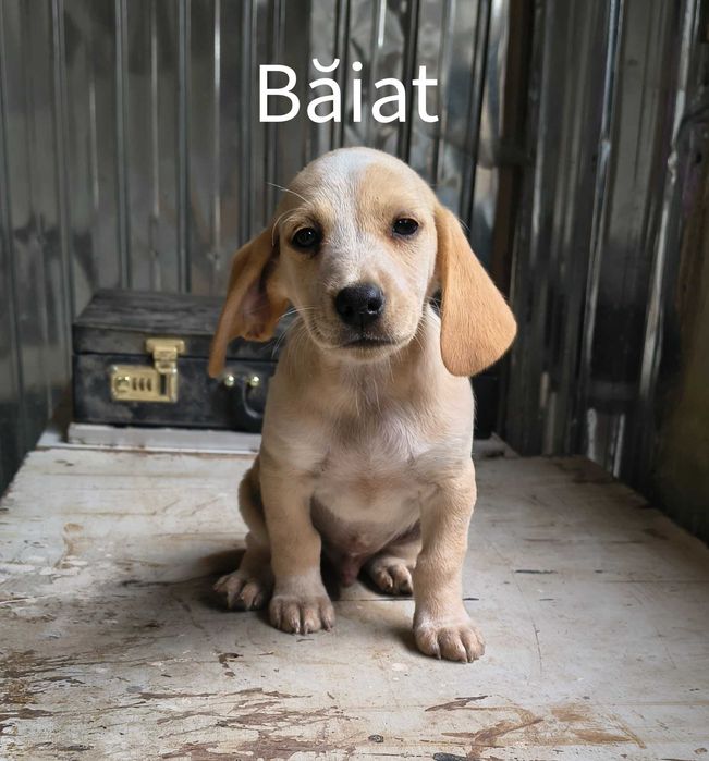 Spre adopție: 5 puiuți energici și iubitori (2 fetițe și 3 băieței)