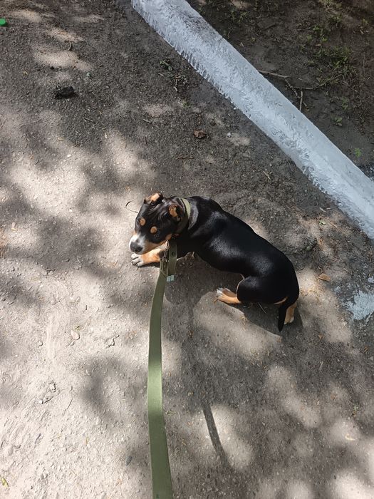 Американский булли