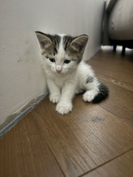 Отдалим котенка в хорошие руки