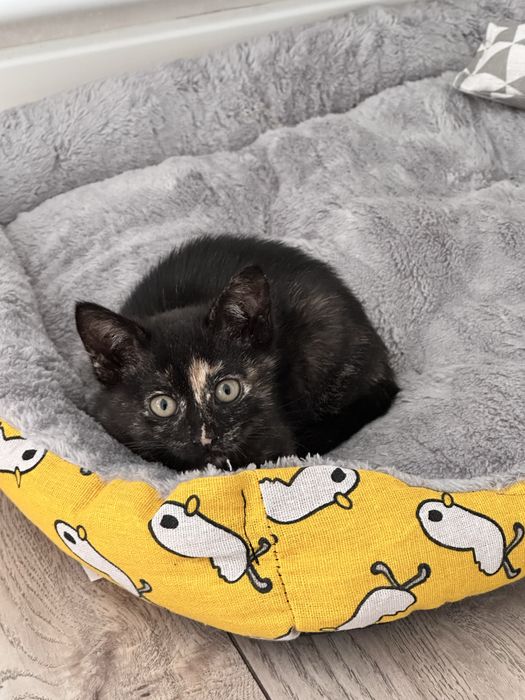 Котенок, девочка месяц+