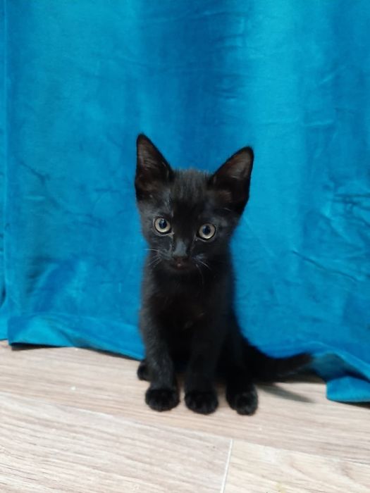 Котята отдам даром