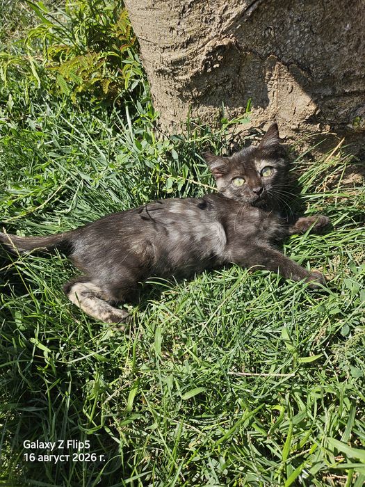 Котенце с три лапички