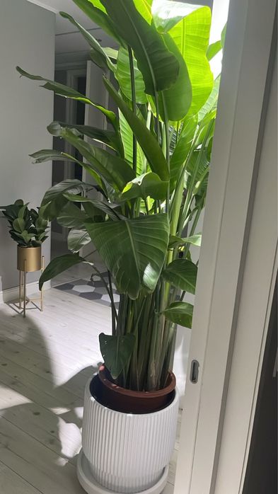 Цветы комнатные Стрелиция 200м.