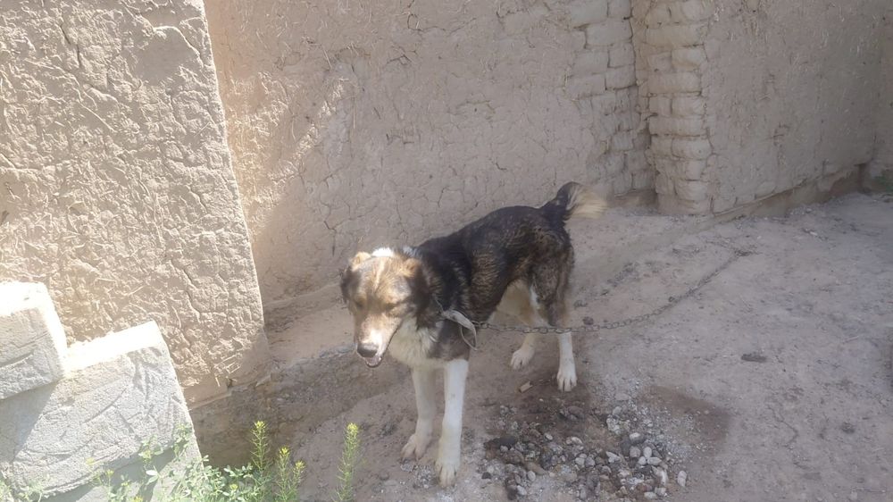 Тегін ит, ит керек жандар