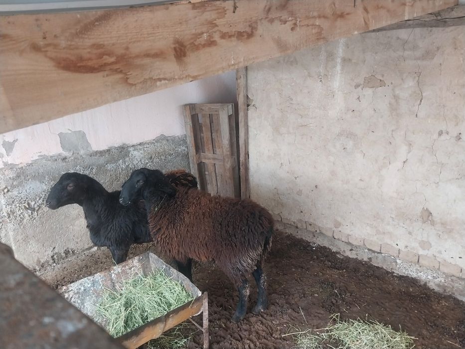 Қойлар сатылым да