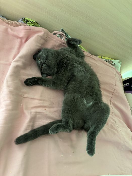 Русская голубая кошечка