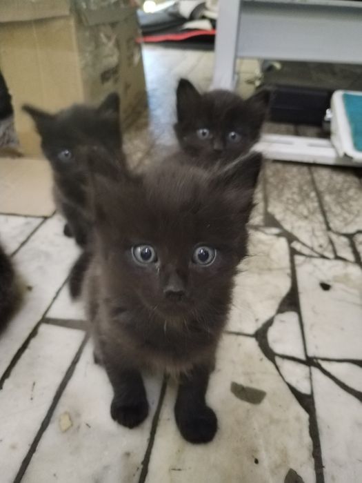 Отдам котят в добрые руки