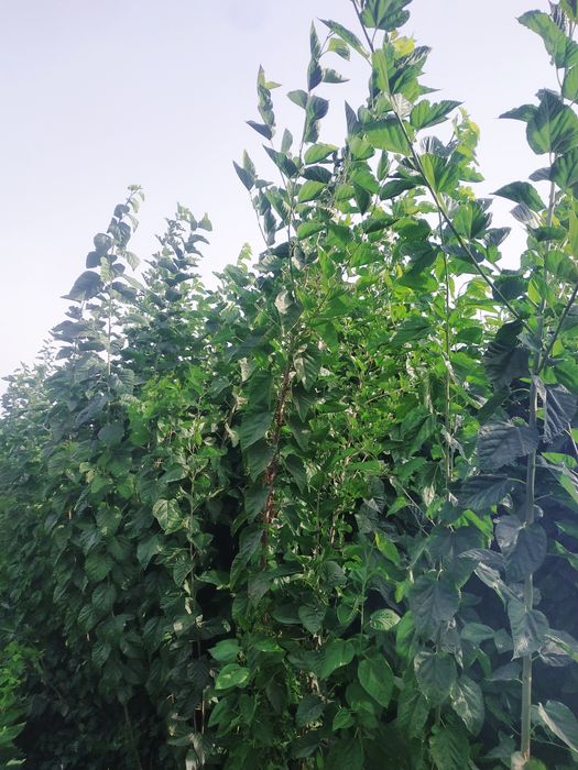 Tut kuchatlari kelishilgan narxda