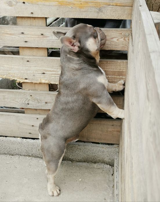 Французский бульдог