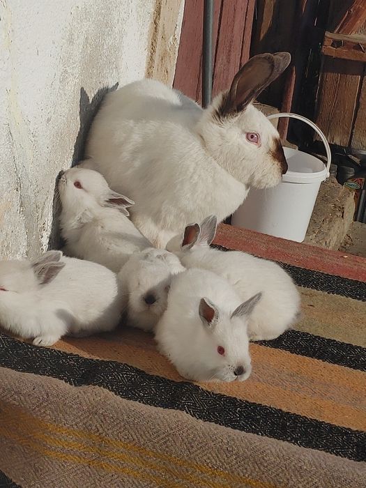 Vind iepuri Californieni diferite virste