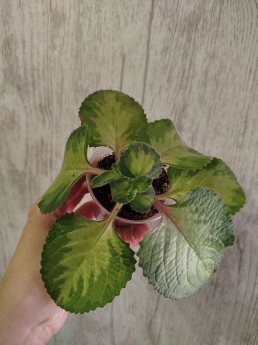 Комнатные растения