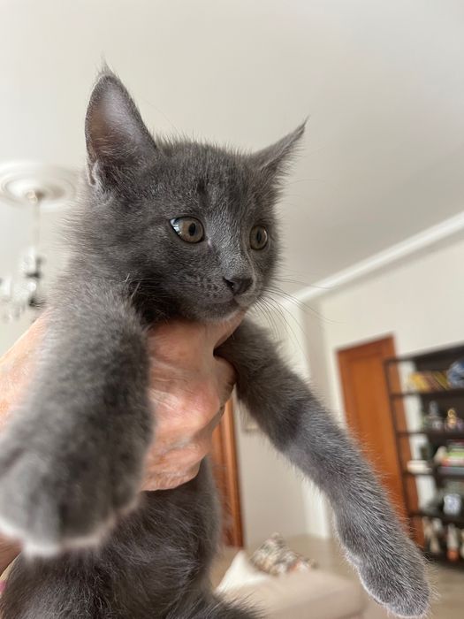 Котята, приученные к лотку, мальчики