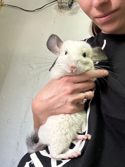 Продам семью шиншилл