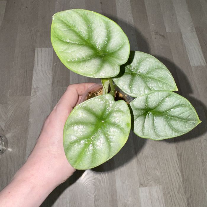 Алоказия серебряный дракон детка