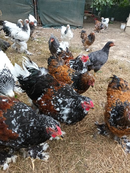 Brahma herminat deschis și brahma porțelan
