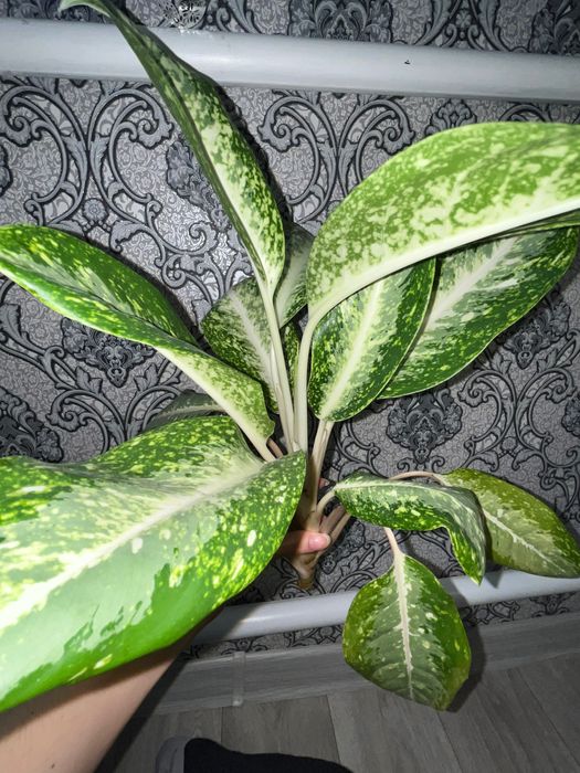 Аглаонема, драцена