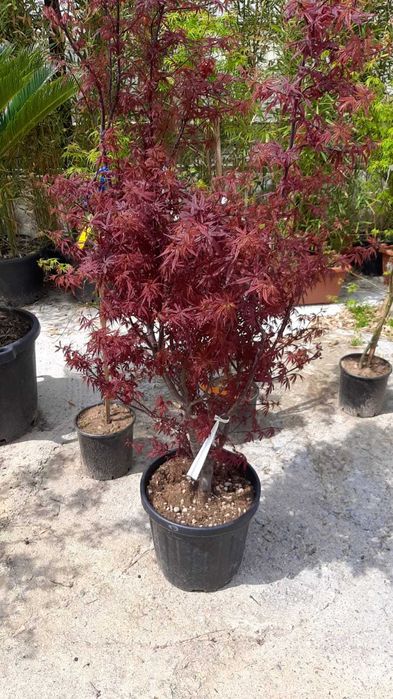 Artar japonez frunzis spectaculos livrare rapida in toata tara