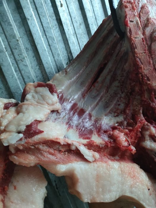 Продам мясо свинина