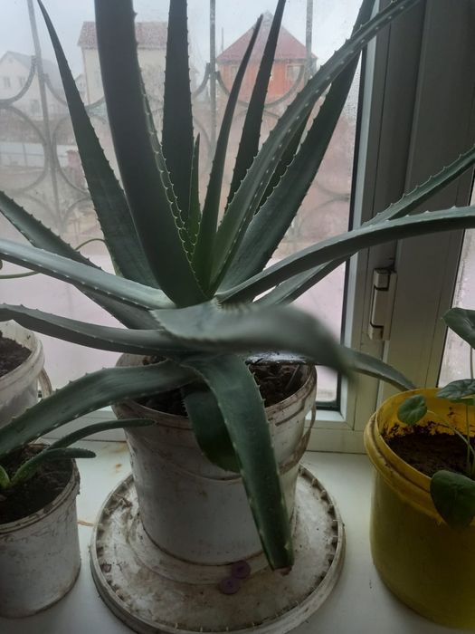 Лечебное Алоэ вера - 3,5,7 летние