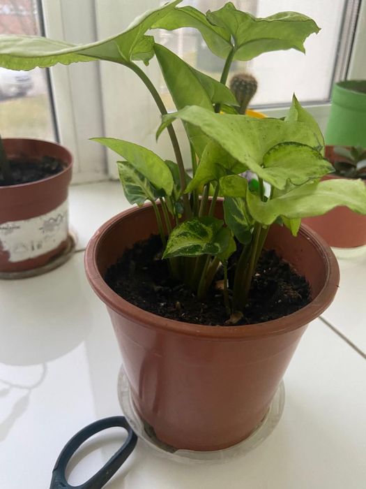 Комнатные растения