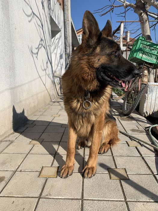 * Немска Овачарка *