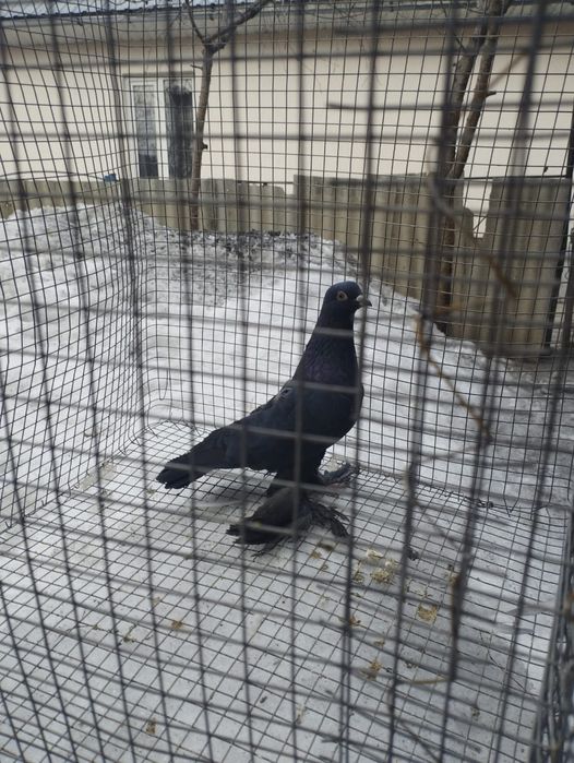 Осенний черный голубь