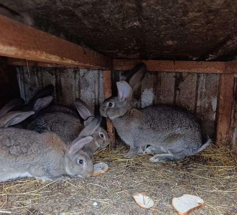 Продам  Кроликов