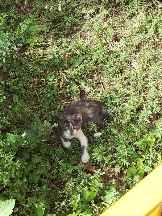 Отдадим котят в добрые руки