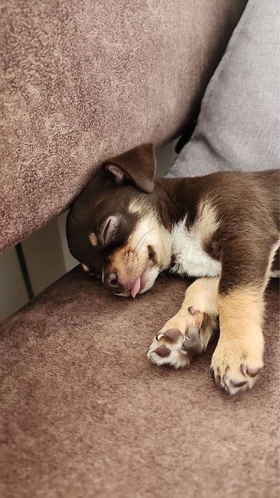 Вязка чихуахуа ищем девочку.