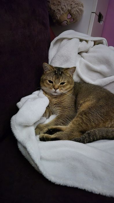 Шотландски (правоух) котарак