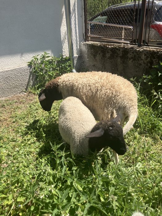 Oaie dorper cu miel!
