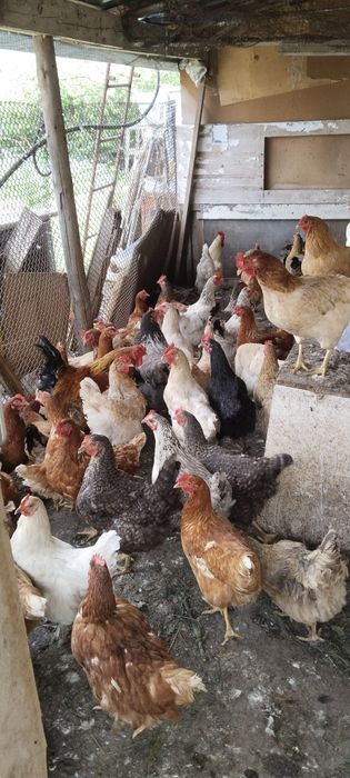Продам кур домашние
