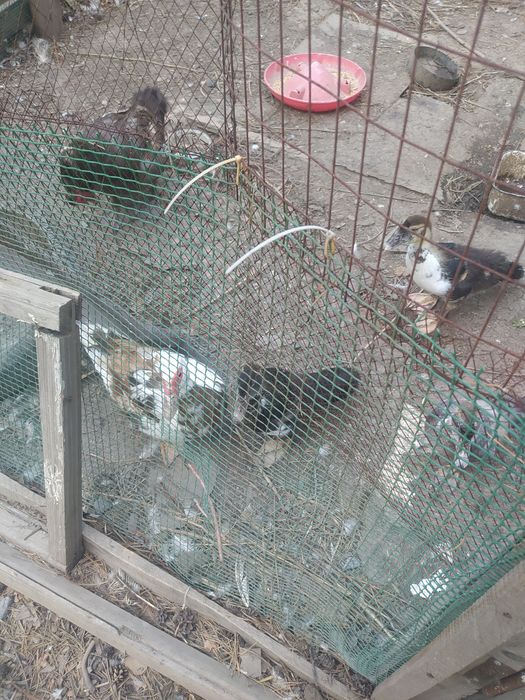 Продам индоуток разного возраста