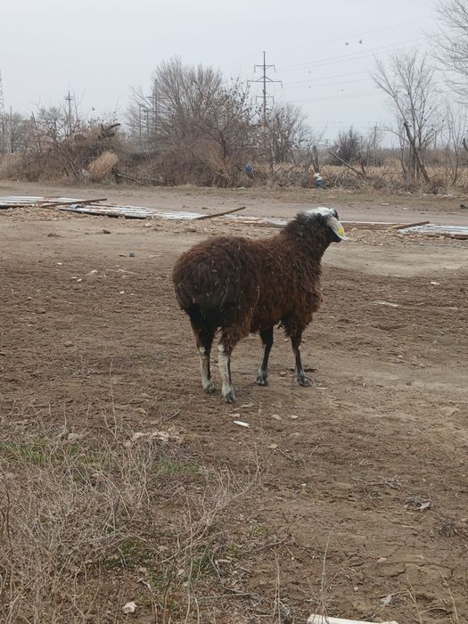 Продам,бараны,тохты
