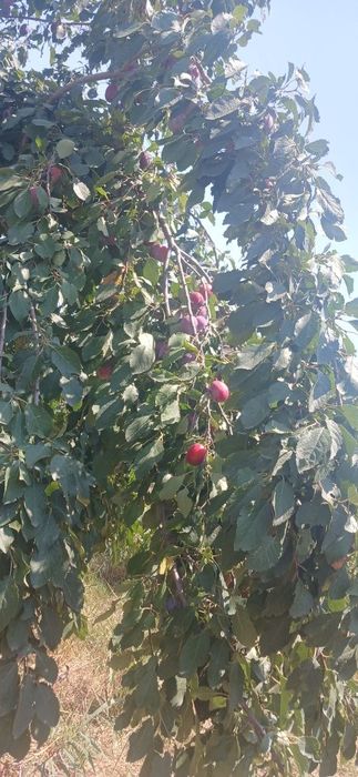 olxoʻri sotiladi, quritishga ham zoʻr. toshkent shaxridan 5 km uzoqlik