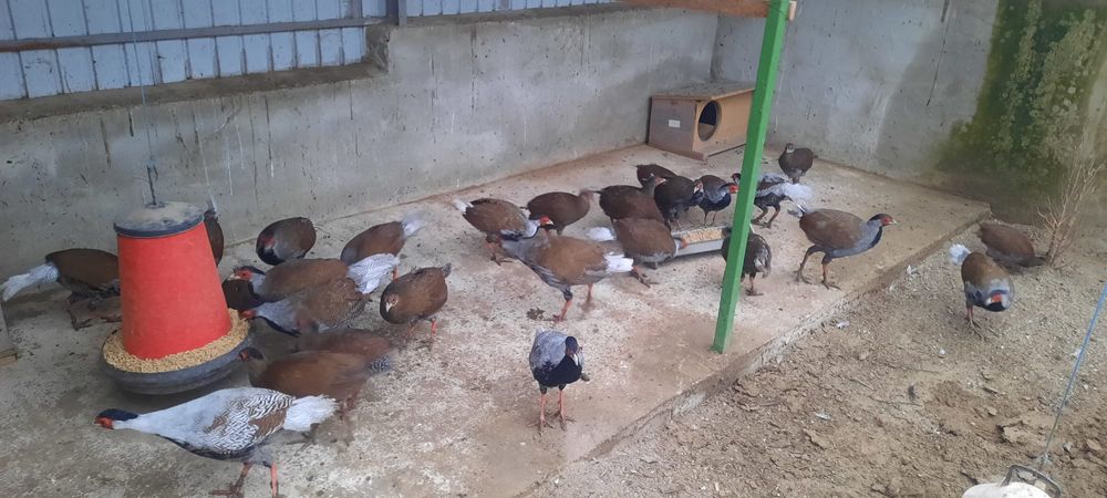 Fazani Comun, Tenebros, Argintiu