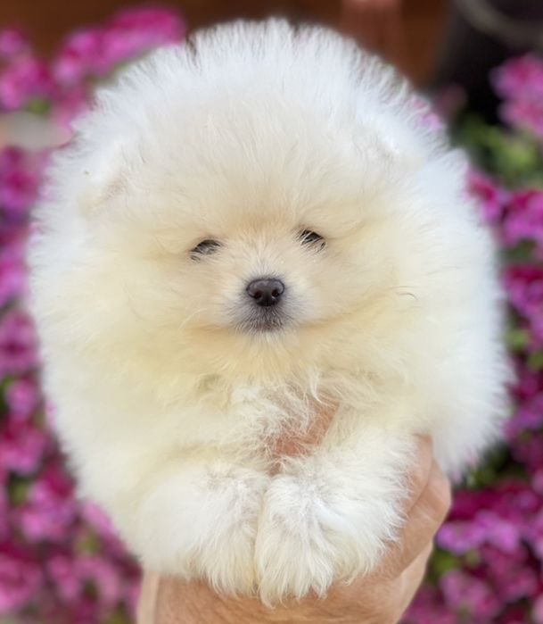 Померан Мини