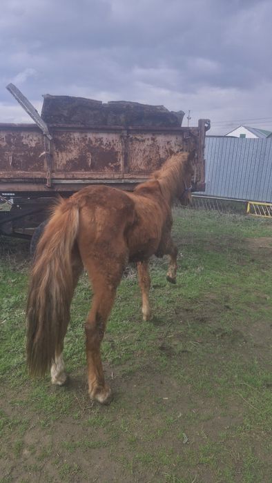 2 жасар құнан сатылады