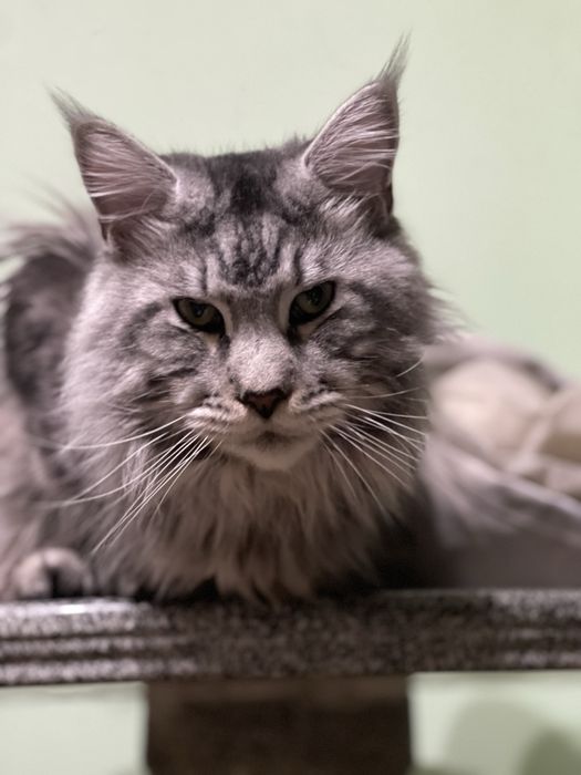 Вязка кот Мейн Кун