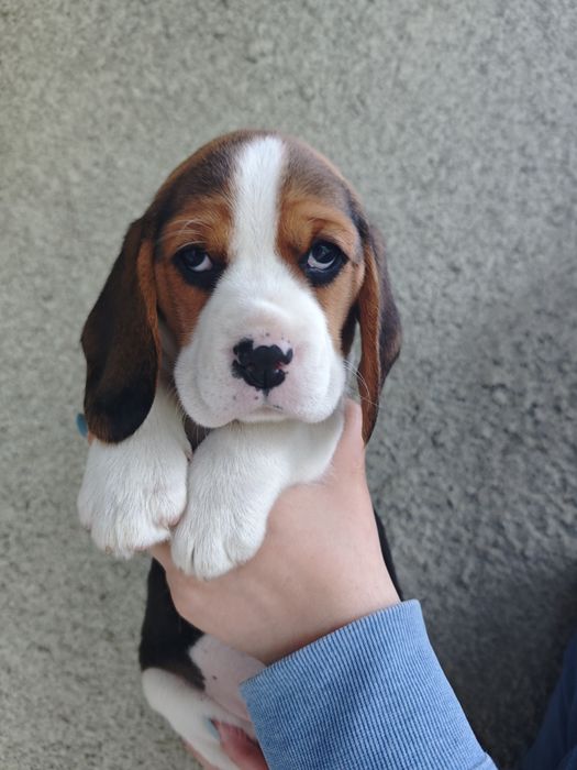 Pui beagle tricolor